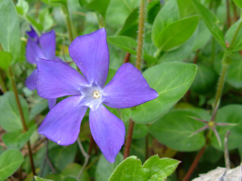 Vinca major /  Pervinca maggiore